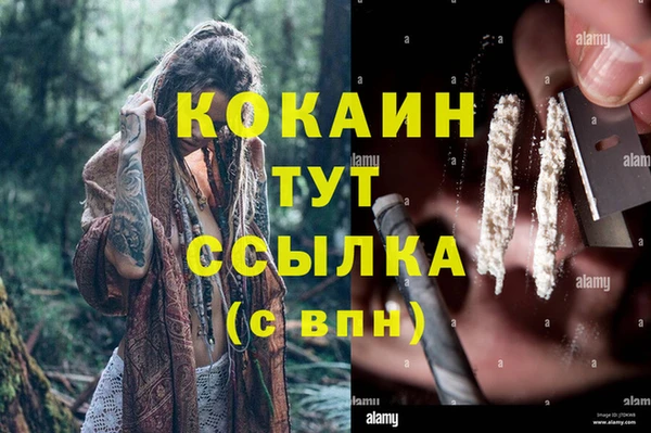 стаф Алзамай