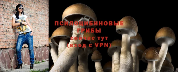 стаф Алзамай